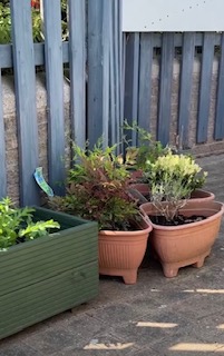Plant pots filled with plants. Part of the CAMHS Poplar garden
