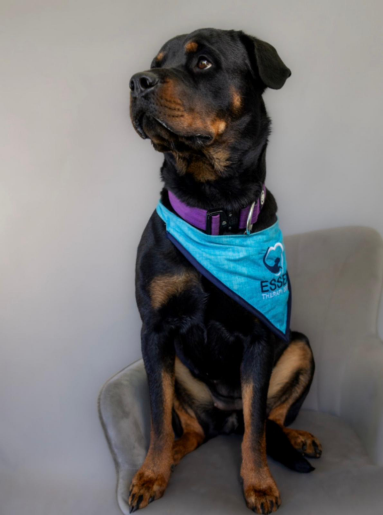 Essex Therapy dog, Bella