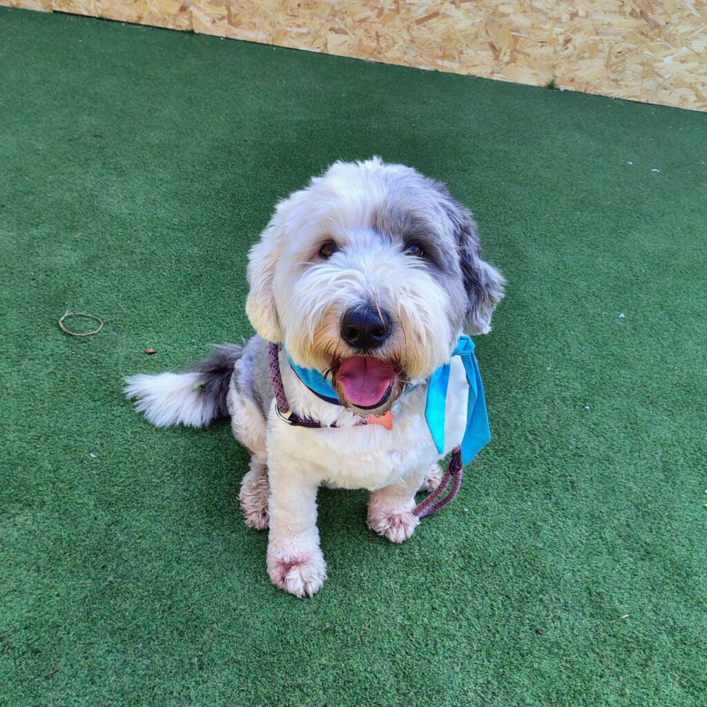 Essex Therapy dog, Bramble