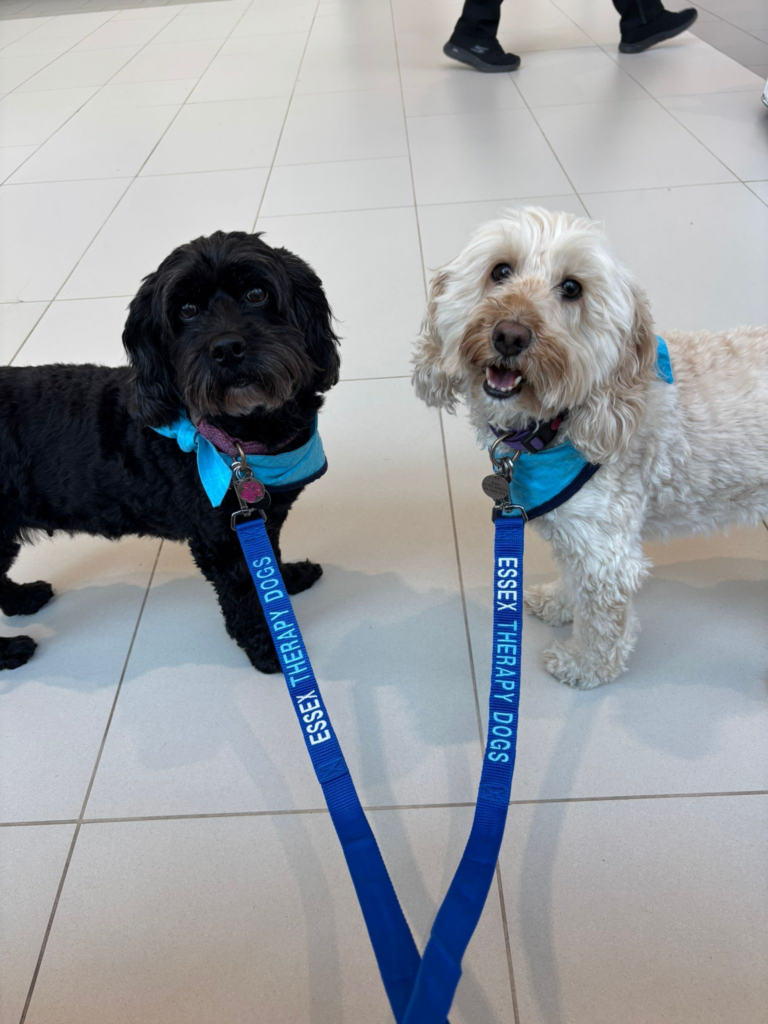 Essex Therapy dogs, Dolly and Jesse