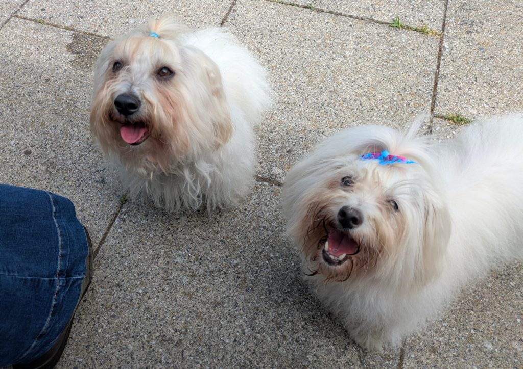 Two small white dogs called Bobby and Mitzy standing on a light grey mat looking up at the camera.
