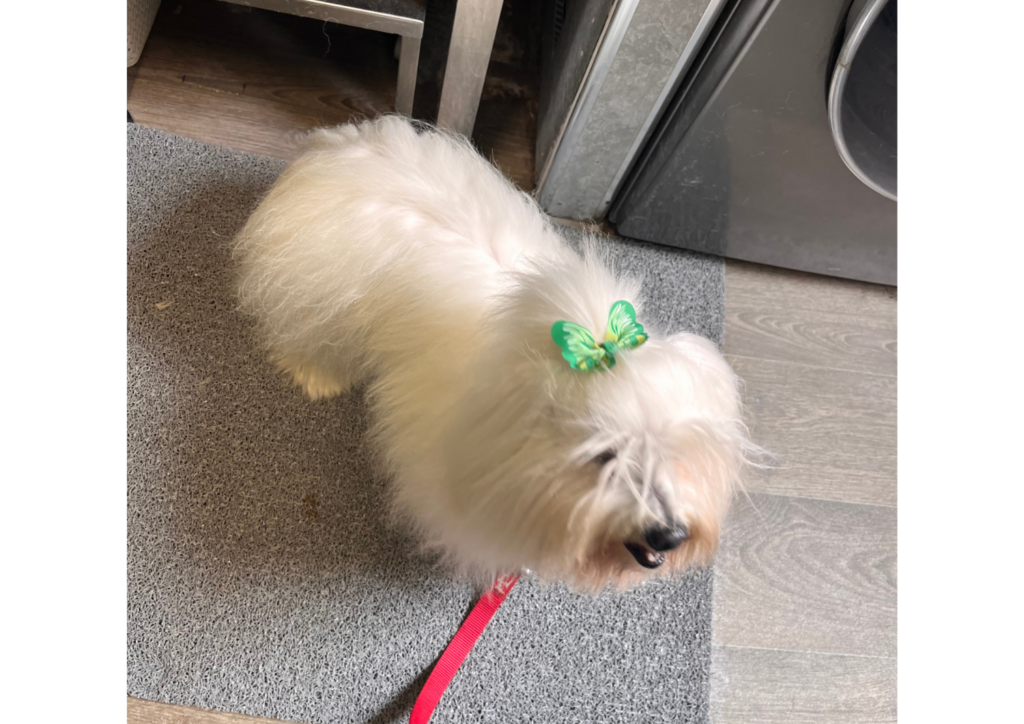 A small white dog called Minty standing on a light grey mat wearing a green bow at the top of their head.
