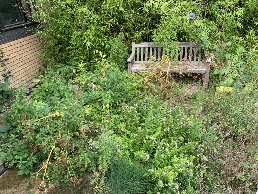An overgrown garden area featuring a weathered wooden bench partially hidden by dense bamboo and wild plants, weeds, and dried stems.