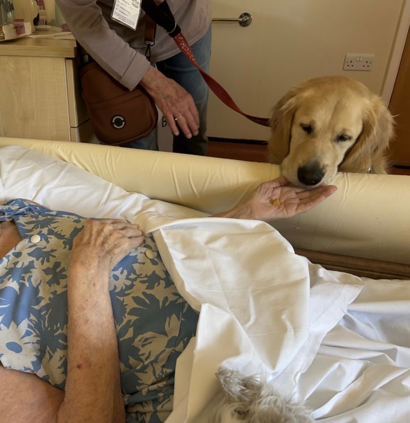 A Golden Retriever therapy dog sniffing a patient’s open hand from bedside.