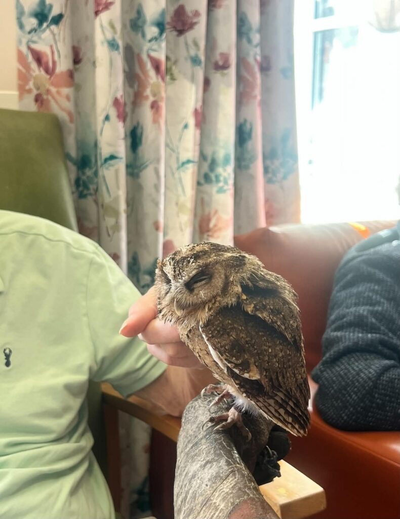 A small owl perched on a gloved hand being gently stroked by a person.