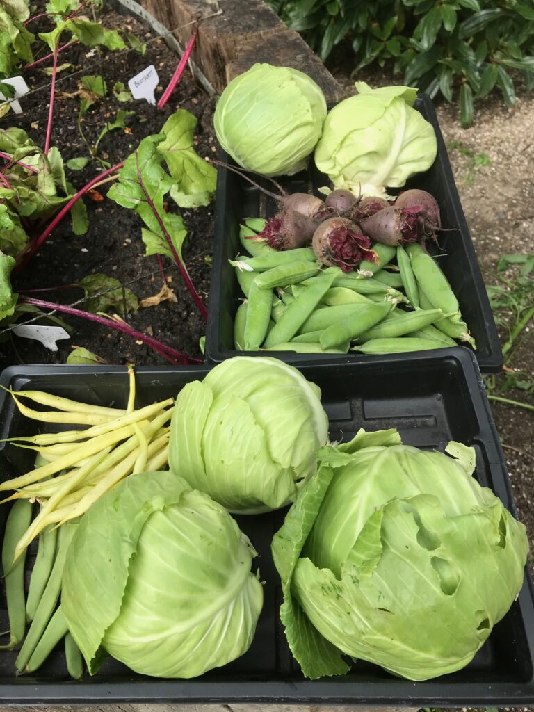 Freshly harvested garden produce arranged in black plastic trays, including green cabbages, yellow runner beans, green pea pods, and whole beets with green leaves in a garden bed nearby.