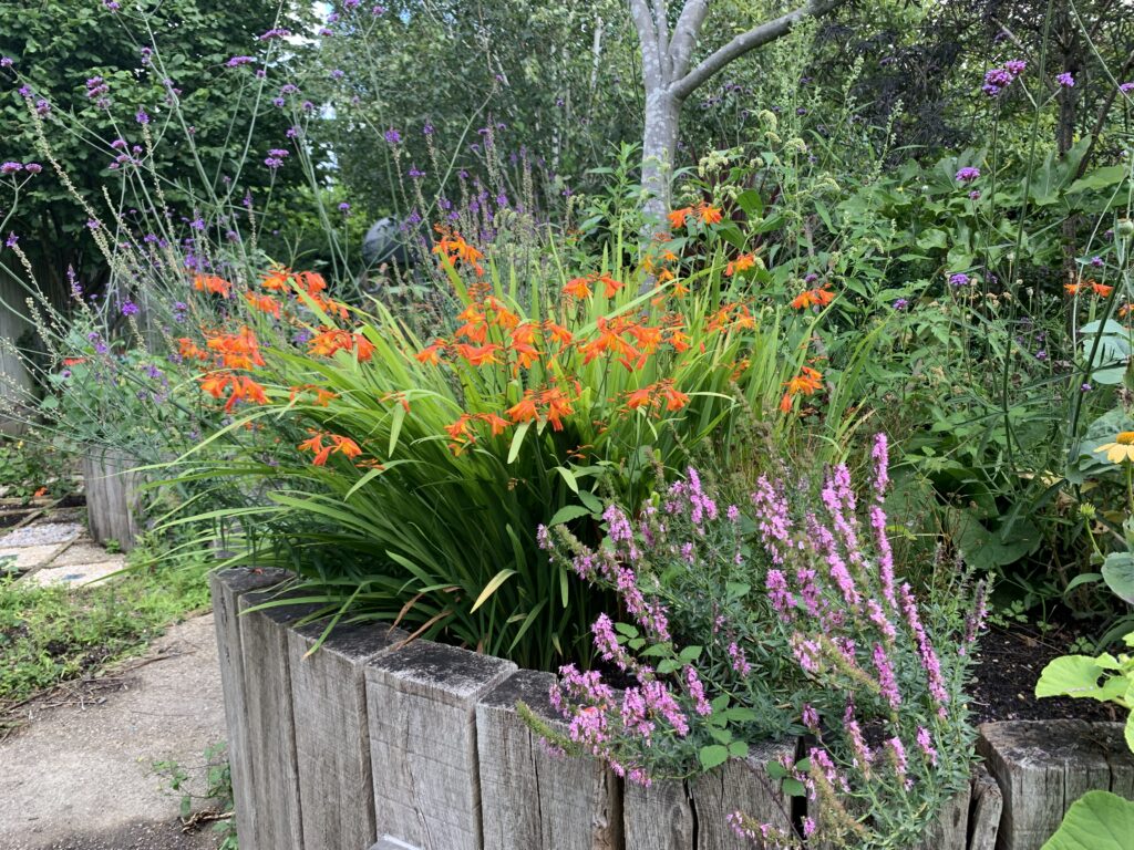 A wooden raised garden bed filled with vibrant summer flowers, including bright orange crocosmia, purple loosestrife, and tall verbena bonariensis.