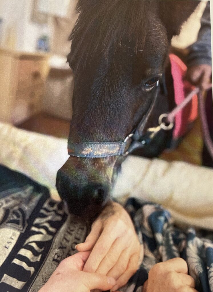 A miniature pony nuzzling a person’s hands while lying in bed.