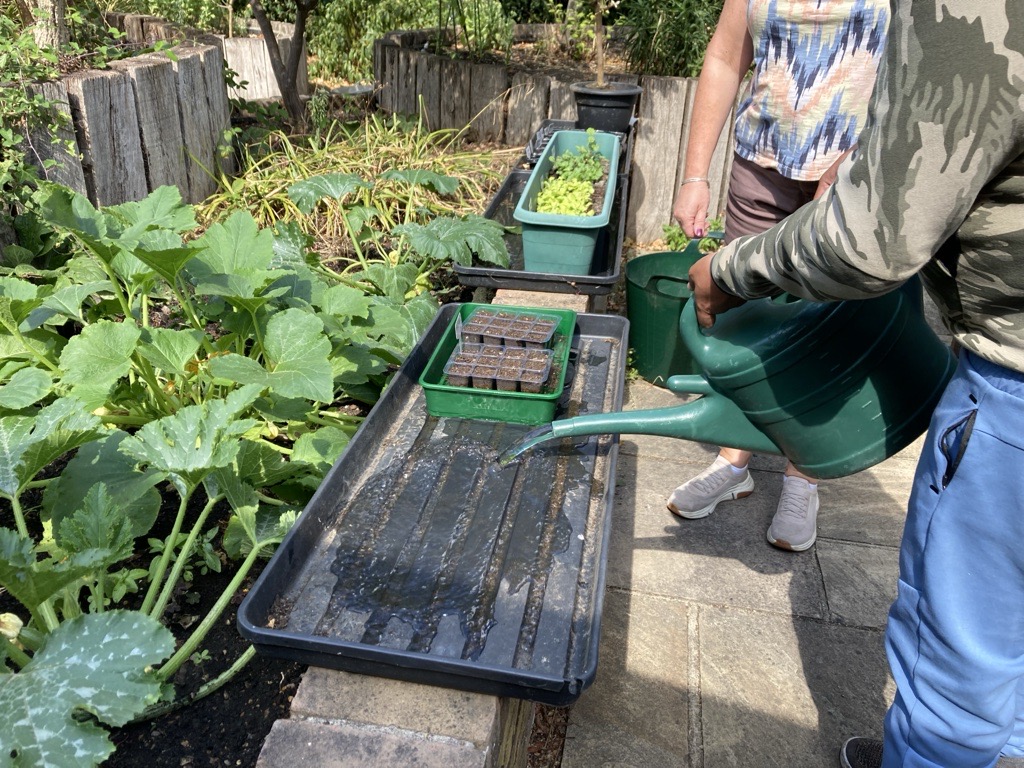 A person wearing a camouflage top waters seed trays on a brick garden wall using a green watering can, while another person stands beside them in a sunny garden setting.