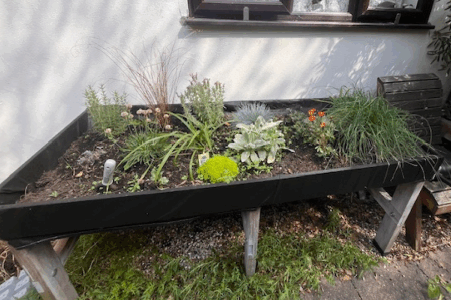 Part of a garden with plants.