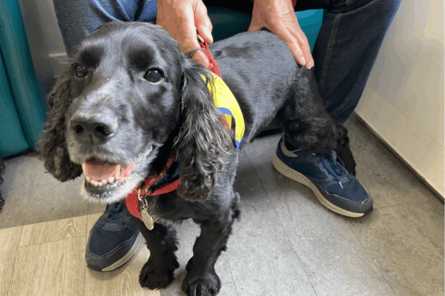 Therapy dog, cocker spanial Patch