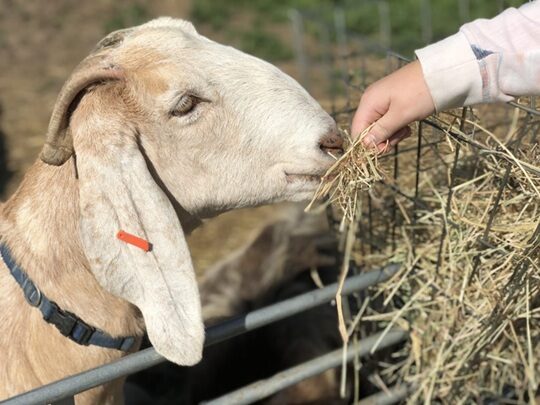 Feeding goat hay