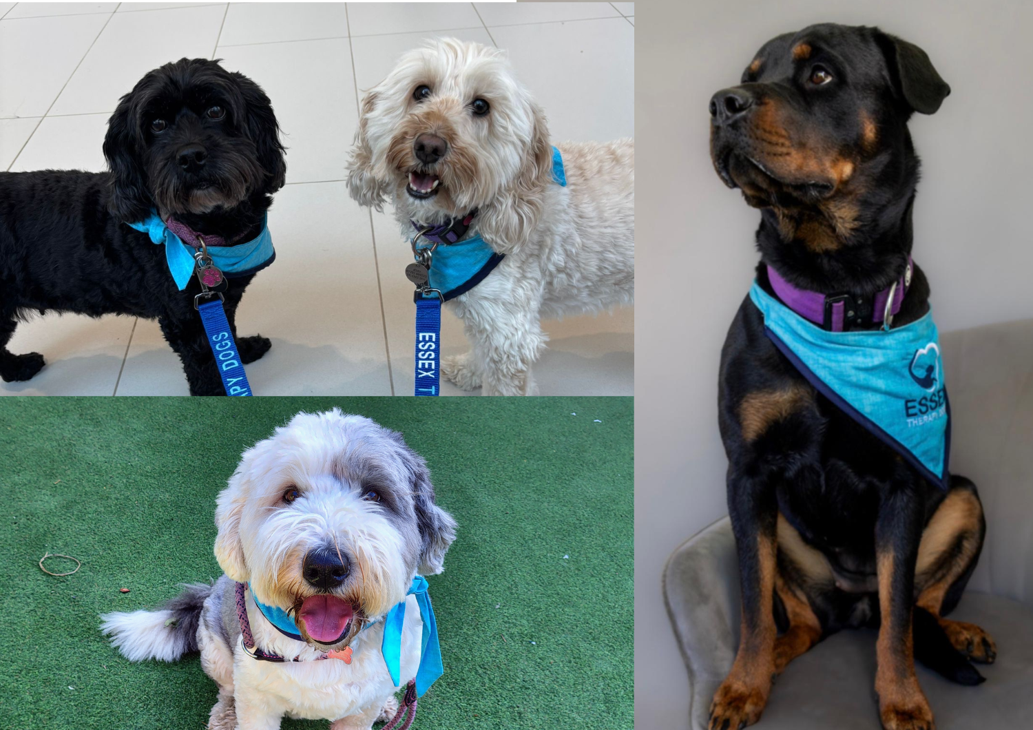 Photos of Essex Therapy dogs: Bella, Bramble, Dolly and Jessy