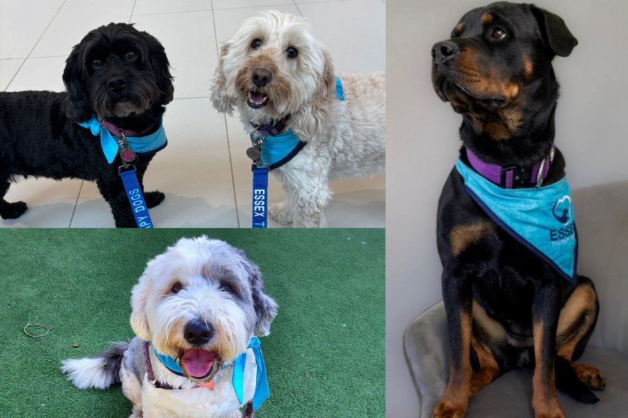 Photos of Essex Therapy dogs: Bella, Bramble, Dolly and Jessy