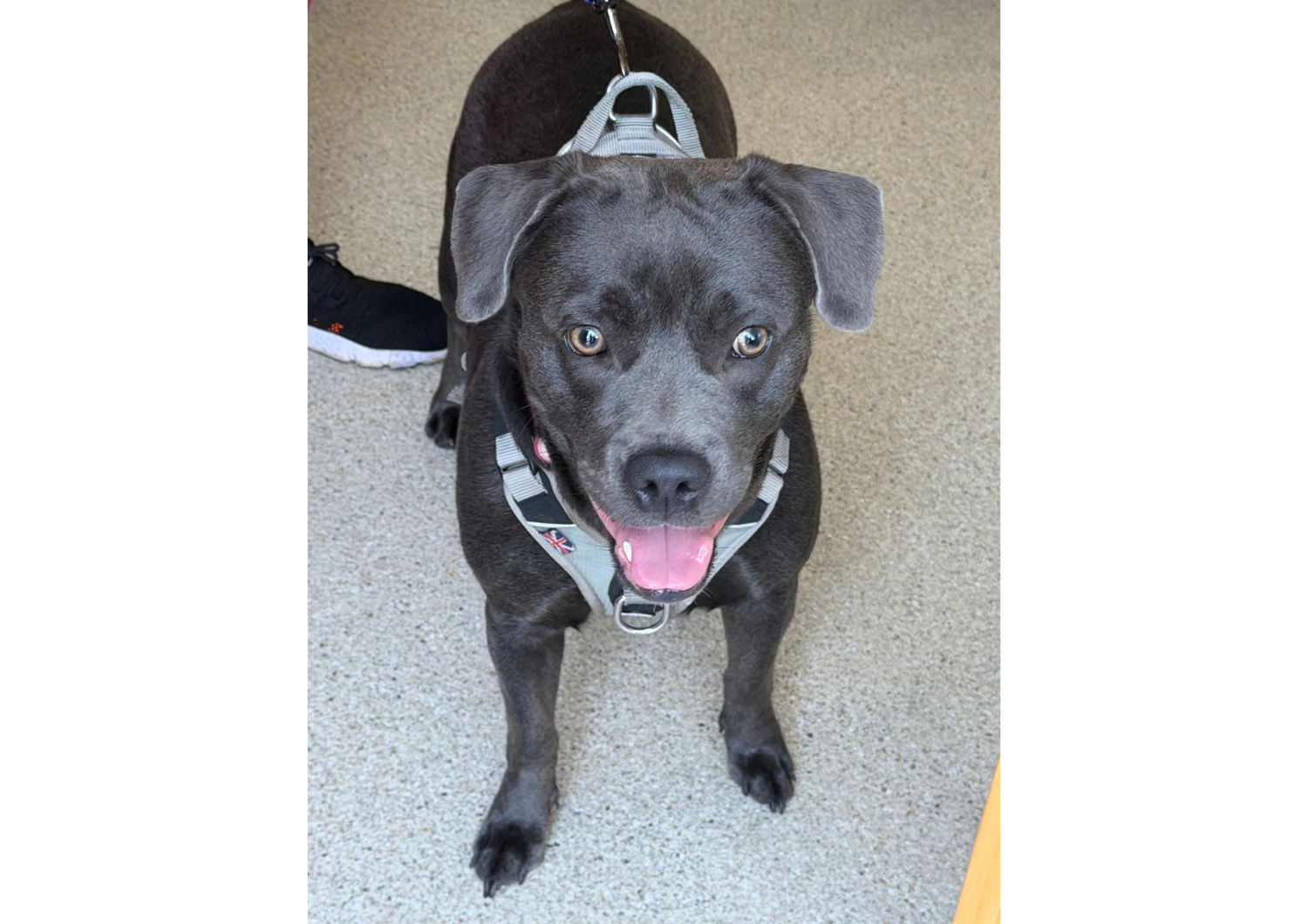 A dark grey or blue-coated Staffy-type dog standing indoors on a beige speckled floor, looking up at the camera with wide brown eyes and its mouth slightly open showing its tongue. The dog is wearing a light grey walking harness with a Union Jack badge detail on the front chest strap.