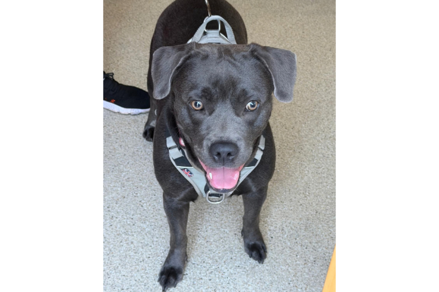 A dark grey or blue-coated Staffy-type dog standing indoors on a beige speckled floor, looking up at the camera with wide brown eyes and its mouth slightly open showing its tongue. The dog is wearing a light grey walking harness with a Union Jack badge detail on the front chest strap.